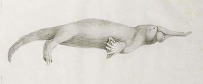 10248
          <br/>
          Ornithorhynchi paradoxi descriptio anatomica.
          <br/>
          <em></em>